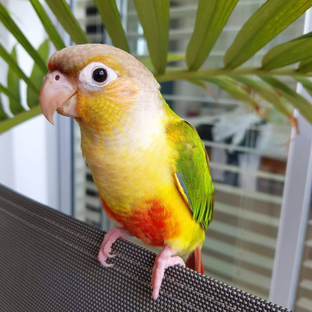 Parrot